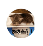 子にゃんの伝言（個別スタンプ：6）
