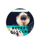 子にゃんの伝言（個別スタンプ：7）