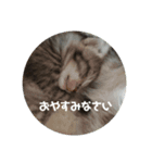 子にゃんの伝言（個別スタンプ：8）