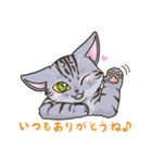 たくさんの猫たちのスタンプ♪よく使う言葉（個別スタンプ：1）