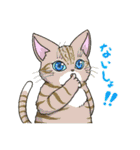 たくさんの猫たちのスタンプ♪よく使う言葉（個別スタンプ：13）