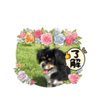 チベタンスパニエル スタンプ（個別スタンプ：4）