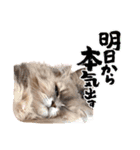7にゃん2わん仲良し兄妹（個別スタンプ：2）