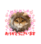 7にゃん2わん仲良し兄妹（個別スタンプ：11）