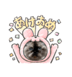 7にゃん2わん仲良し兄妹（個別スタンプ：13）