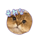 7にゃん2わん仲良し兄妹（個別スタンプ：16）
