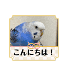 ぶーちゃんスタンプver.1（個別スタンプ：1）