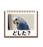 ぶーちゃんスタンプver.1（個別スタンプ：3）