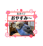 ぶーちゃんスタンプver.1（個別スタンプ：5）