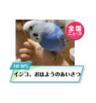 ぶーちゃんスタンプver.1（個別スタンプ：6）