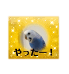 ぶーちゃんスタンプver.1（個別スタンプ：8）