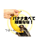 【7】コモンマーモセットのキーくん（個別スタンプ：3）