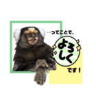【7】コモンマーモセットのキーくん（個別スタンプ：4）