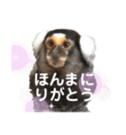 【7】コモンマーモセットのキーくん（個別スタンプ：7）