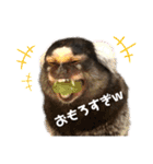 【7】コモンマーモセットのキーくん（個別スタンプ：8）