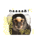 【7】コモンマーモセットのキーくん（個別スタンプ：10）