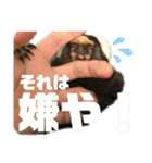 【7】コモンマーモセットのキーくん（個別スタンプ：19）
