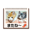 クロとチャーのスタンプ（個別スタンプ：4）