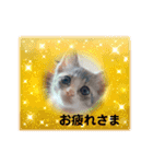 クロとチャーのスタンプ（個別スタンプ：10）