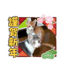 クロとチャーのスタンプ（個別スタンプ：14）