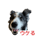 ボーダーコリーめぐちゃんのひとこと（個別スタンプ：2）