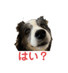 ボーダーコリーめぐちゃんのひとこと（個別スタンプ：5）