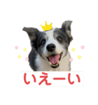 ボーダーコリーめぐちゃんのひとこと（個別スタンプ：7）