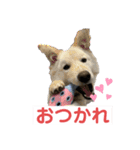 ボーダーコリーめぐちゃんのひとこと（個別スタンプ：8）