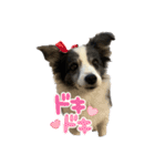 ボーダーコリーめぐちゃんのひとこと（個別スタンプ：10）