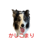 ボーダーコリーめぐちゃんのひとこと（個別スタンプ：11）