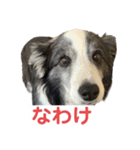 ボーダーコリーめぐちゃんのひとこと（個別スタンプ：12）