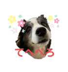 ボーダーコリーめぐちゃんのひとこと（個別スタンプ：13）