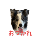 ボーダーコリーめぐちゃんのひとこと（個別スタンプ：15）
