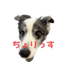 ボーダーコリーめぐちゃんのひとこと（個別スタンプ：17）