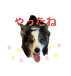 ボーダーコリーめぐちゃんのひとこと（個別スタンプ：25）