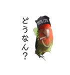 インコのセセリ♂11（個別スタンプ：2）