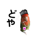 インコのセセリ♂11（個別スタンプ：5）