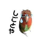 インコのセセリ♂11（個別スタンプ：7）