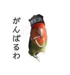 インコのセセリ♂11（個別スタンプ：8）