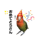 インコのセセリ♂11（個別スタンプ：11）