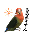 インコのセセリ♂11（個別スタンプ：12）
