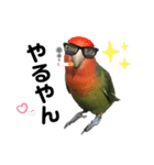 インコのセセリ♂11（個別スタンプ：13）