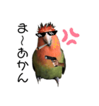 インコのセセリ♂11（個別スタンプ：14）