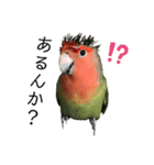 インコのセセリ♂11（個別スタンプ：15）