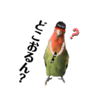 インコのセセリ♂11（個別スタンプ：16）