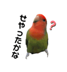 インコのセセリ♂11（個別スタンプ：18）
