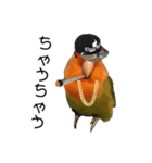 インコのセセリ♂11（個別スタンプ：20）