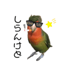 インコのセセリ♂11（個別スタンプ：24）