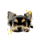 りんちゃんは犬です3（個別スタンプ：1）