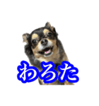 りんちゃんは犬です3（個別スタンプ：2）